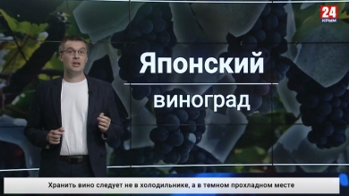 Экономика. Выпуск от 30.10.2019