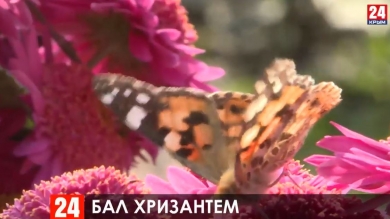 В Никитском ботаническом саду открылся Бал хризантем