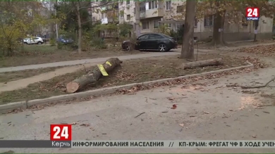 Шторм в проливе. Сильный ветер стал причиной остановки судов и поваленных деревьев