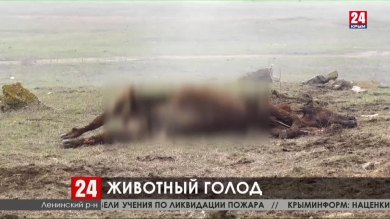В Ленинском районе на частном фермерском хозяйстве скончались 40 коров