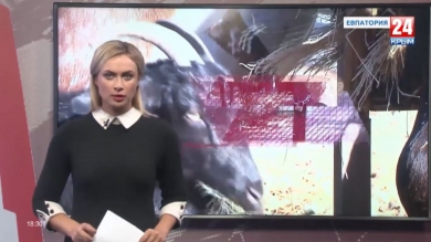 Новости Евпатории. Выпуск от 17.10.19