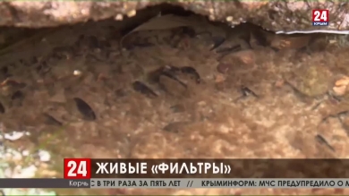 Новости Керчи. Выпуск от 21.01.20