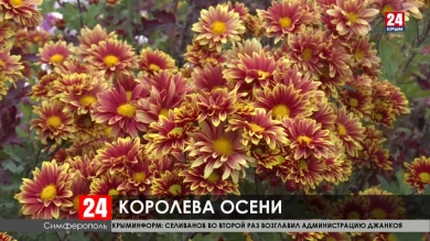 Триста пятьдесят кустов хризантем украсят Детский парк в Симферополе