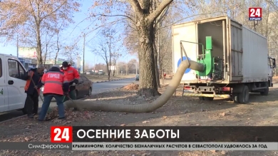 Шквальный ветер снёс восемь деревьев в крымской столице