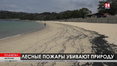 Планета + Коротко: террористы в Нигере, чёрные пляжи Австралии, Санта-Клаус кормит акул