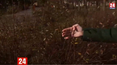 Не по сезону: в Керчи взошли первые подснежники