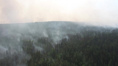 Трамп предложил Путину помощь в борьбе с лесными пожарами