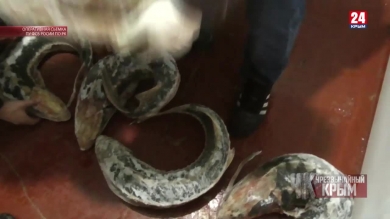 #Чрезвычайный Крым №369 Итоги недели