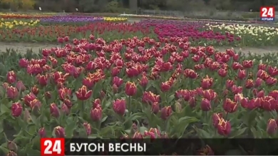 В Никитском ботаническом саду пройдёт виртуальный парад тюльпанов