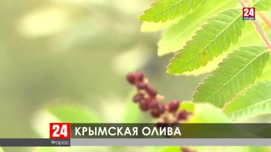 Олива может стать новой визитной карточкой полуострова