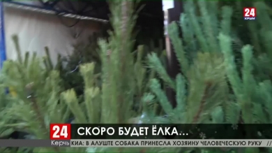 Главный символ Нового года. В Керчи начали работу ёлочные базары