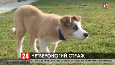 Трёхмесячный щенок Кузя пополнил  кинологическую службу аэропорта