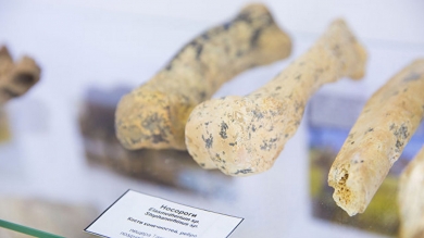 Древние носороги и тигры: в Крыму продемонстрировали останки из пещеры под «Тавридой»