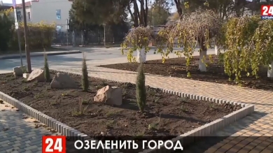 В сквере у кинотеатра в Керчи высадили 25 деревьев и 450 кустарников можжевельника