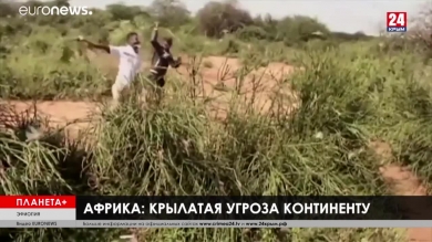 Планета+. Электронные свалки в Гане, ребе против коронавируса в Израиле, нашествие саранчи в Африке