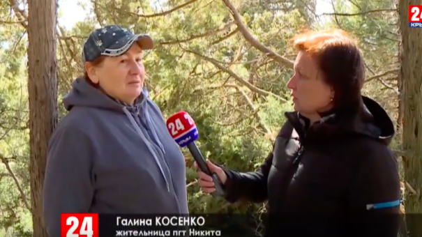 Девять вековых можжевельников вырубили в посёлке Никита