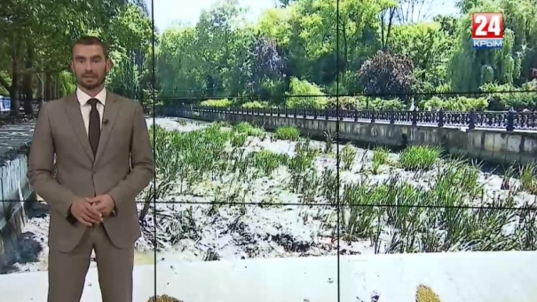 Деревья раздора: как нам обустроить Симферополь с помощью клавиатуры