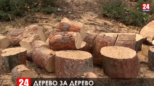В Большой Ялте средства за срубленные деревья направят на высадку новых