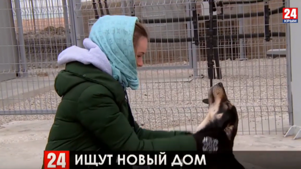 Четвероногие обитатели строительной площадки Крымского моста ищут заботливых хозяев