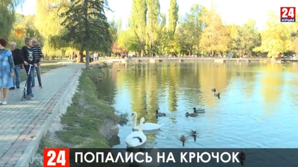 В Гагаринском парке участились случаи травмирования лебедей