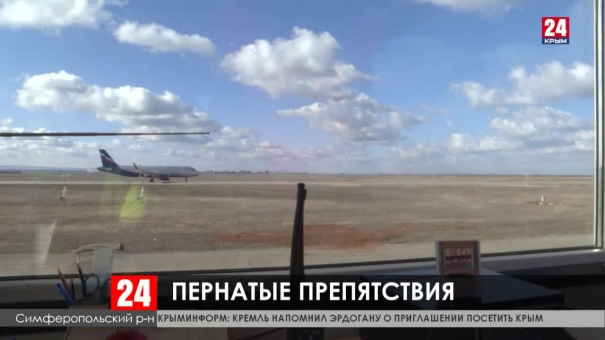 Как в аэропорту отпугивают птиц, мешающих самолётам