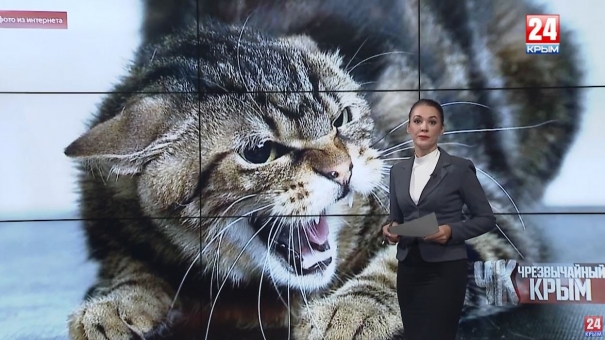 #Чрезвычайный Крым №224