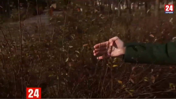 Не по сезону: в Керчи взошли первые подснежники