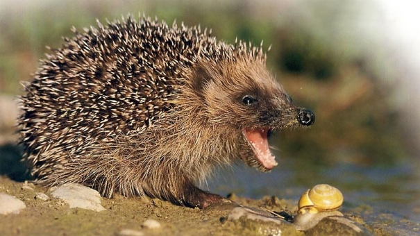 Чем напугать ежа: лидеры ЕС подтвердили политику непризнания Крыма российским