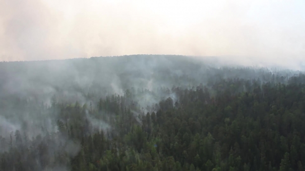 Трамп предложил Путину помощь в борьбе с лесными пожарами