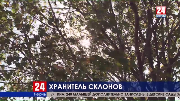 Сохранить и приумножить. В Керчи волонтёры высаживают деревья на горе Митридат