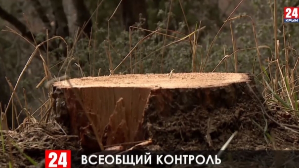 Лесную местность от Гурзуфа до Фороса ежедневно охраняют от вырубки