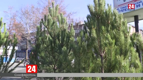 Новогодние ёлки начали продавать в Симферополе