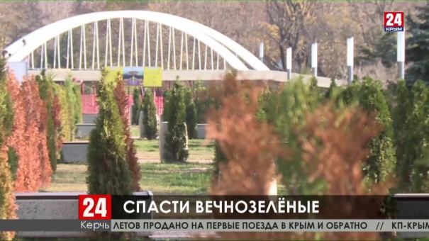 Вандализм или халатность. Почему в Комсомольском парке Керчи погибли молодые деревья?