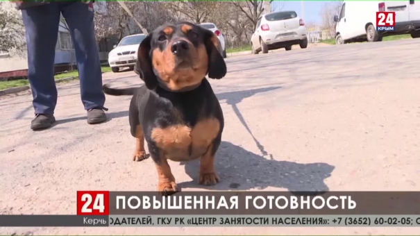 Новости Керчи. Выпуск от 03.04.20