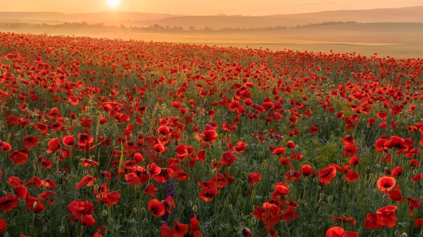 Маки в объективе. Цветущие поля Крыма привлекают любителей фотосессий