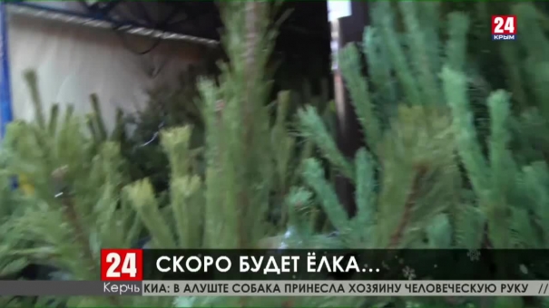 Главный символ Нового года. В Керчи начали работу ёлочные базары