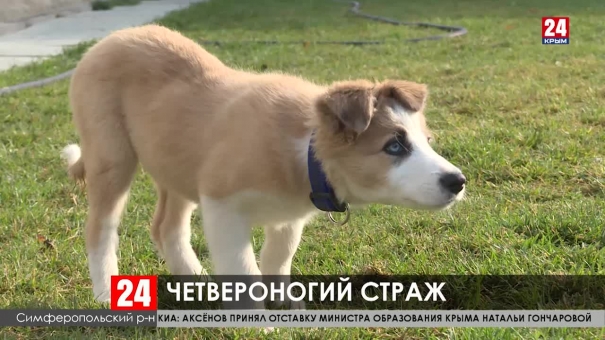 Трёхмесячный щенок Кузя пополнил  кинологическую службу аэропорта