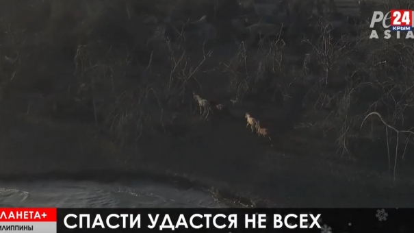 Планета+. Эвакуация зверей на Филиппинах, поход каравана мигрантов в США, наскальная галерея в Никарагуа