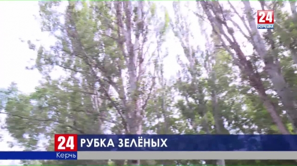 Предотвратить обрушение. В Керчи пилят аварийные деревья