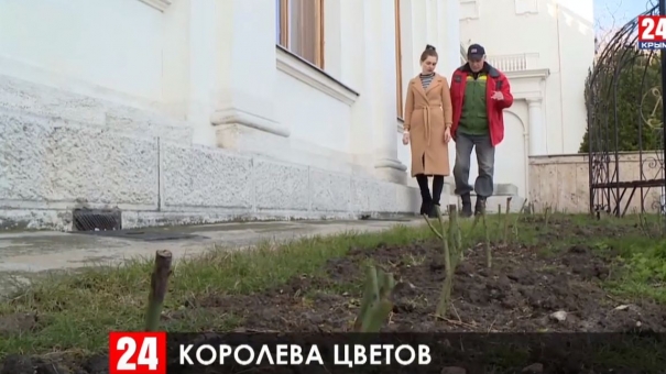 В Ливадийском дворце-музее высадили 200 кустов самой известной розы в мире